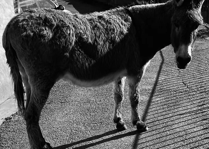 Vallée D'asco Villa *